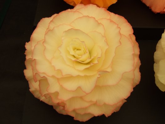 B. ‘Barbara Webb’